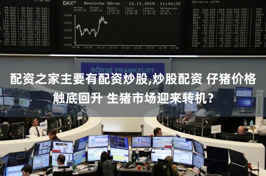 配资之家主要有配资炒股,炒股配资 仔猪价格触底回升 生猪市场迎来转机？