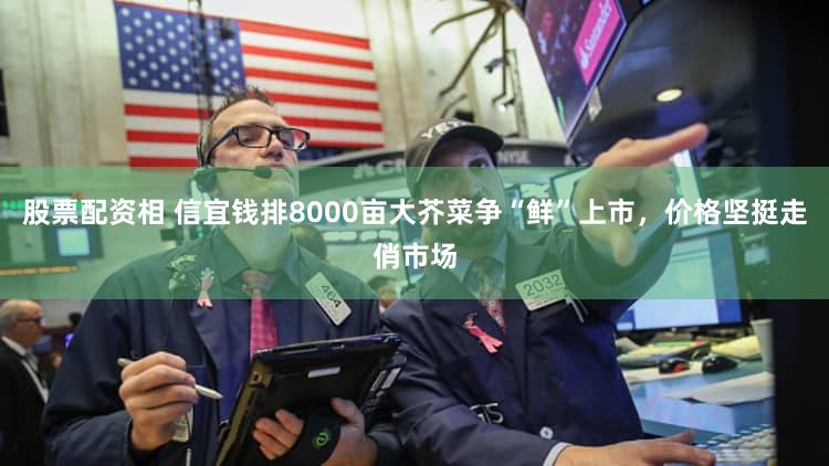 股票配资相 信宜钱排8000亩大芥菜争“鲜”上市，价格坚挺走俏市场